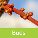 Cherry Myrobalan Plum Hedging Tree Prunus Cerasifera buds